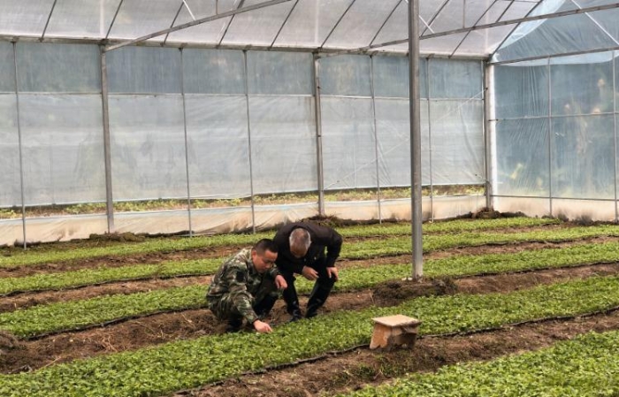 第一书记吴峰（左）与村支书朱龙（右）到大棚查看育苗情况。 （关基景 摄）